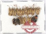 Scientific lot no. 1008 Heteroptera (26 pcs)