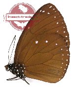 Euploea eunice relucida (A-)