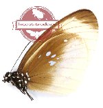 Euploea climena eurypon (A2)