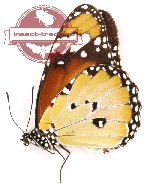 Danaus chrysippus cratippus (A2)