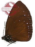 Euploea westwoodi westwoodi