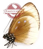 Euploea leucostictos frigida