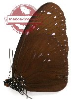 Euploea mulciber vandeventeri