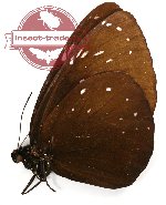 Euploea phaenareta phaenareta