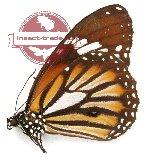 Danaus genutia teimissus