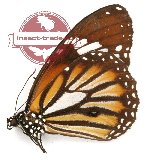 Danaus genutia teimissus (A2)