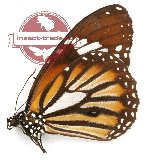 Danaus genutia teimissus (A2)