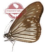 Ideopsis vitrea ribbei