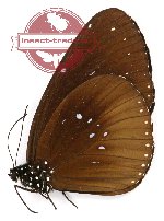 Euploea algea wallengrenii (A-)