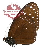 Euploea mulciber basilissa