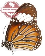 Danaus genutia laratensis