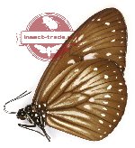 Euploea algea horsfieldi