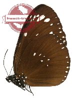 Euploea crameri singaradha