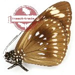 Euploea algea belinda (A-)