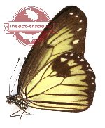 Ideopsis vitrea obiana