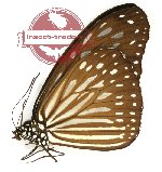 Ideopsis vulgaris vulgaris (A-)