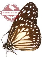 Ideopsis juventa meganice