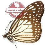 Ideopsis juventa juventa