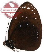 Euploea leucostictos leucostictos