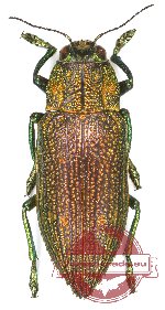 Chrysodema (s.str.) sekerkai Frank, 2022 (PARATYPE)