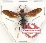 Hymenoptera sp. 125