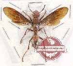 Hymenoptera sp. 126