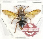 Hymenoptera sp. 124