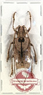 Potemnemus sp. 5
