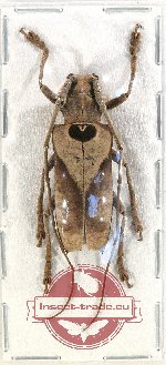 Potemnemus sp. 4