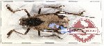 Potemnemus sp. 6