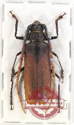 Prioninae sp. 1