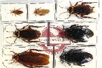 Scientific lot no. 72 Blattodea (7 pcs - 1 pc A2)