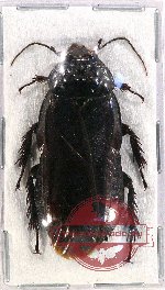 Blattodea sp. 42