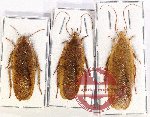 Scientific lot no. 78 Blattodea (3 pcs - 1 pc A2)