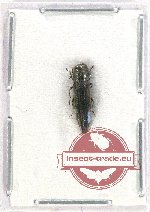 Agrilus sp. 77