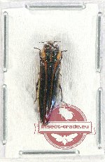 Agrilus sp. 76