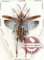 Orthoptera sp. 56