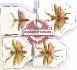 Scientific lot no. 11 Mantidae (4 pcs)