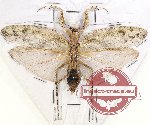 Mantidae sp. 26