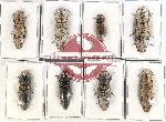 Scientific lot no. 146 Elateridae (8 pcs)