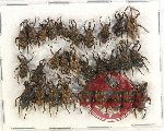 Scientific lot no. 688 Curculionidae (29 pcs)