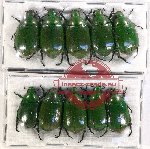 Scientific lot no. 248 Rutelinae (10 pcs)