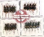 Scientific lot no. 69 Cicindelidae (21 pcs)