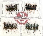 Scientific lot no. 70 Cicindelidae (20 pcs)