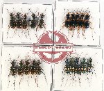 Scientific lot no. 68 Cicindelidae (20 pcs A-, A2)