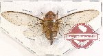 Cicadidae sp. 68 (A-)