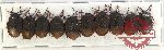 Scientific lot no. 938 Heteroptera (10 pcs)