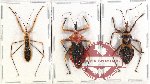 Scientific lot no. 1013 Heteroptera (3 pcs - 2 pcs A2)