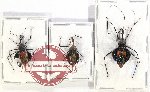 Scientific lot no. 1014 Heteroptera (Reduviidae) (3 pcs A2)