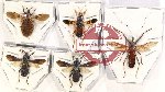 Scientific lot no. 1012 Heteroptera (Reduviidae) (5 pcs - 4 pcs A2)